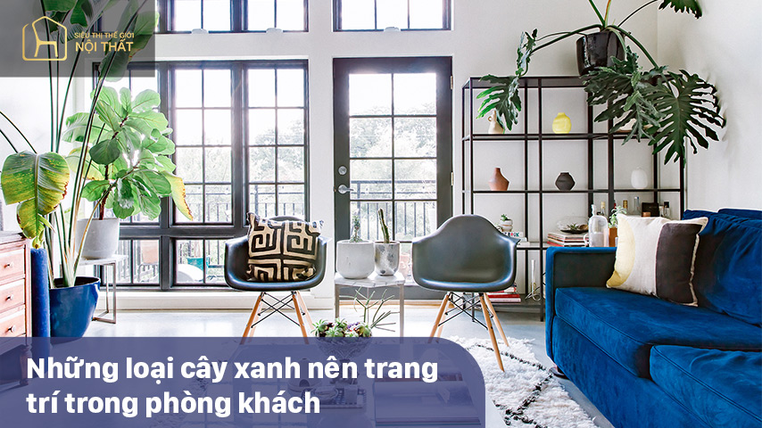 Có nên để cây xanh trong phòng khách