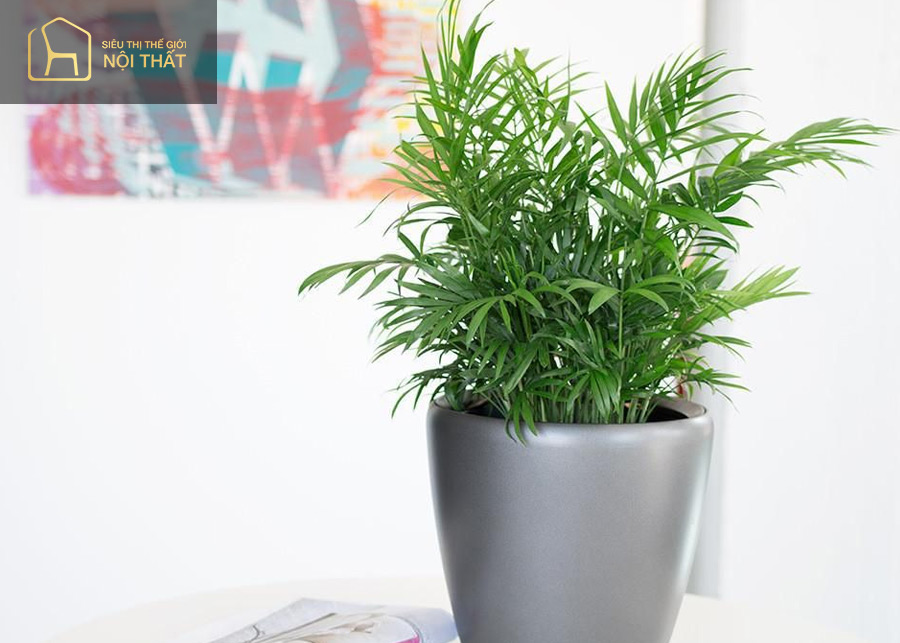 Cây gia bì xanh là giống cây vượng khí cho nữ mệnh Hỏa