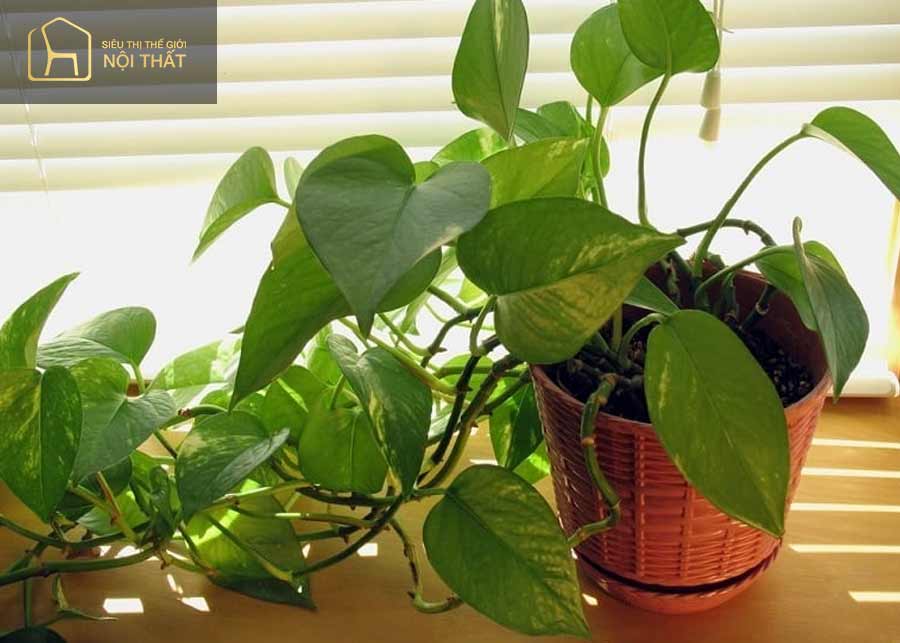 Trầu bà phong thuỷ đem lại may mắn cho người mệnh Mộc