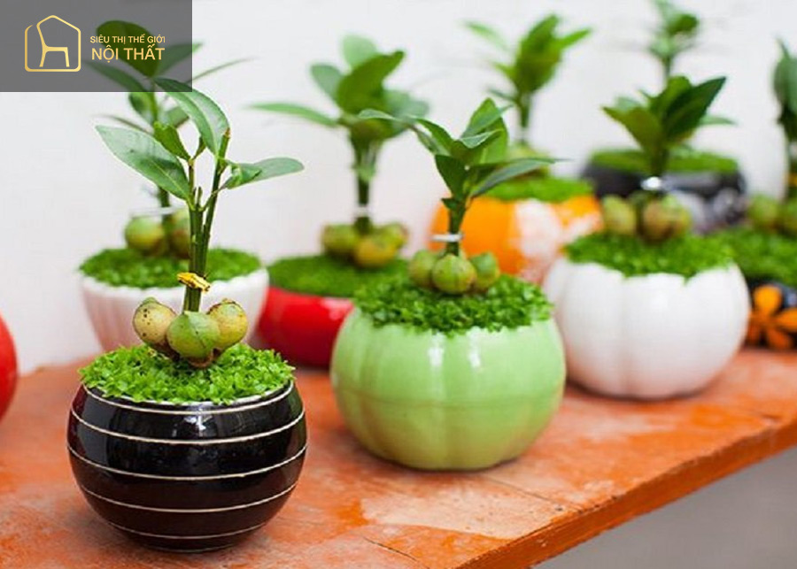 Cây tài lộc giúp người mệnh Mộc sống sung túc