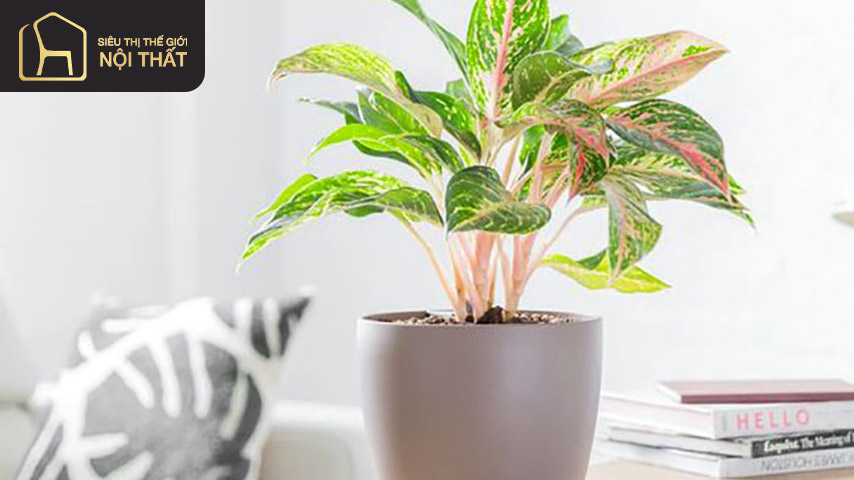 Cây phú quý vừa có ý nghĩa về mặt phong thủy vừa có lợi cho sức khỏe gia chủ