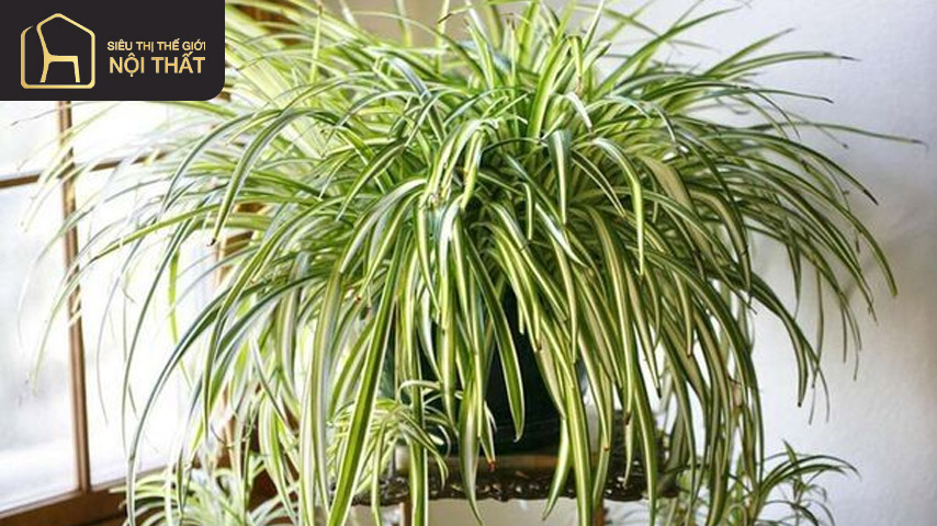 Cây dây nhện là loại cây trồng trong phòng ngủ vô cùng thích hợp bởi khả năng làm sạch không khí và chuyển hóa tốt các khí độc hại