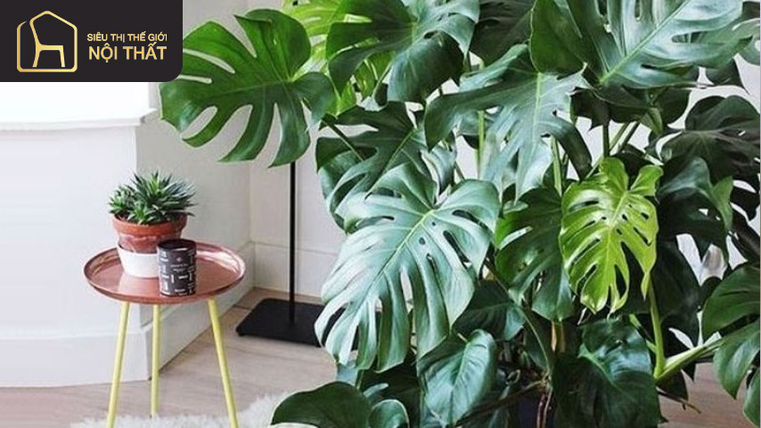 Trầu bà lỗ là loại cây trồng trong phòng ngu với hình dáng bắt mắt và chức năng nổi bật