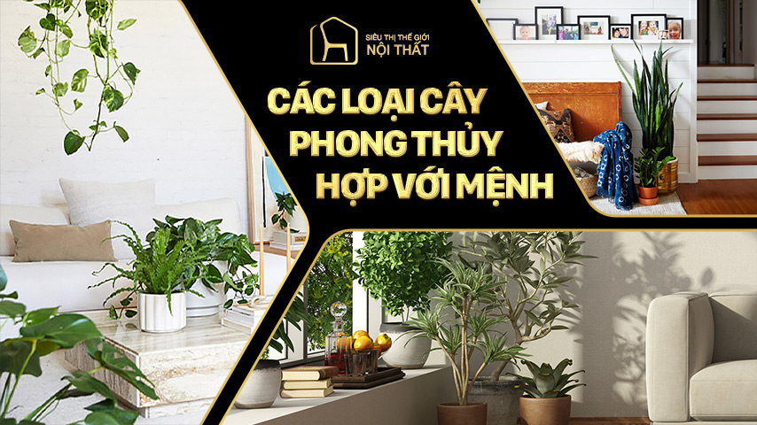 Các loại cây phong thủy theo mệnh bạn nên biết